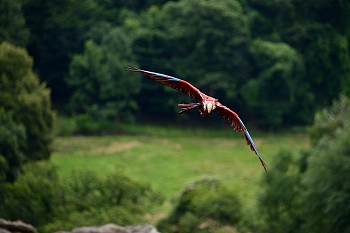 2014_08_12_Donjon_Des_Aigles_191_D610--28-300__CNX-D