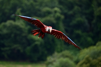 2014_08_12_Donjon_Des_Aigles_192_D610--28-300__CNX-D