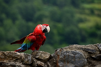 2014_08_12_Donjon_Des_Aigles_204_D610--28-300__CNX-D