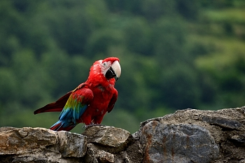 2014_08_12_Donjon_Des_Aigles_206_D610--28-300__CNX-D
