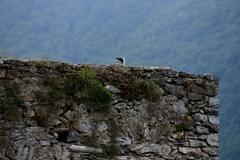 2014_08_12_Donjon_Des_Aigles_220_D610--28-300__CNX-D