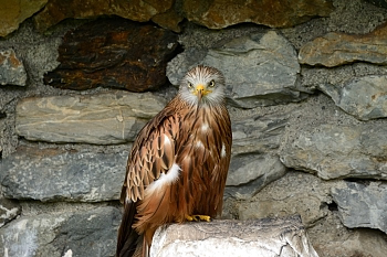 2014_08_12_Donjon_Des_Aigles_228_D610--28-300__CNX-D