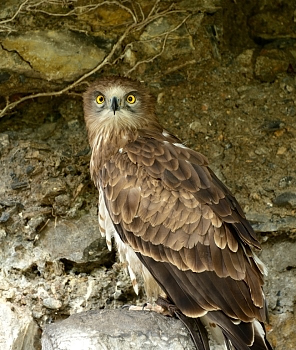 2014_08_12_Donjon_Des_Aigles_230_D610--28-300__CNX-D
