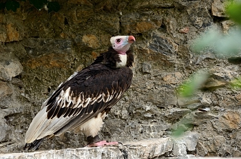 2014_08_12_Donjon_Des_Aigles_235_D610--28-300__CNX-D