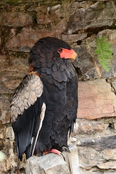 2014_08_12_Donjon_Des_Aigles_238_D610--28-300__CNX-D