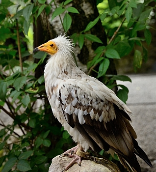 2014_08_12_Donjon_Des_Aigles_240_D610--28-300__CNX-D