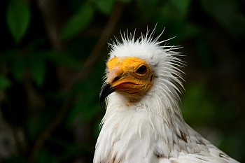 2014_08_12_Donjon_Des_Aigles_241_D610--28-300__CNX-D