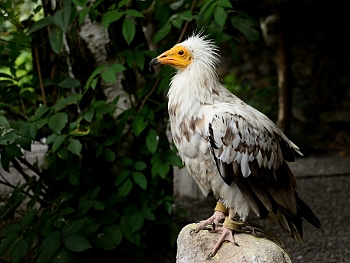 2014_08_12_Donjon_Des_Aigles_242_D610--28-300__CNX-D