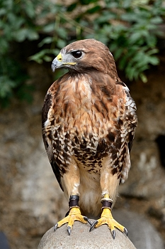 2014_08_12_Donjon_Des_Aigles_244_D610--28-300__CNX-D