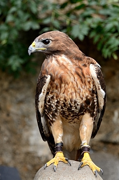 2014_08_12_Donjon_Des_Aigles_246_D610--28-300__CNX-D