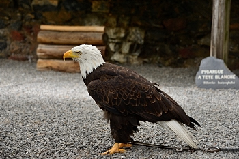 2014_08_12_Donjon_Des_Aigles_248_D610--28-300__CNX-D
