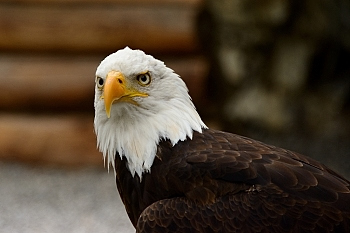 2014_08_12_Donjon_Des_Aigles_249_D610--28-300__CNX-D