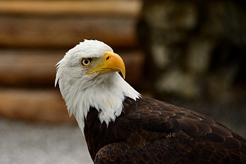 2014_08_12_Donjon_Des_Aigles_250_D610--28-300__CNX-D
