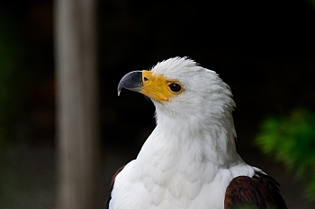 2014_08_12_Donjon_Des_Aigles_252_D610--28-300__CNX-D