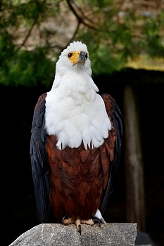 2014_08_12_Donjon_Des_Aigles_255_D610--28-300__CNX-D