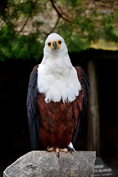 2014_08_12_Donjon_Des_Aigles_256_D610--28-300__CNX-D