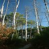 12/12/2004 : Dune du Pyla 5