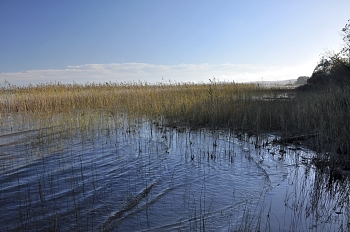 2009_10_25_Lac_De_Cazaux_005_D90_DL1__CNX-D