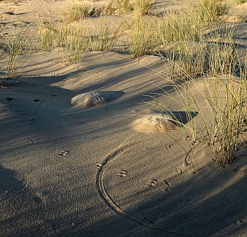 2011_02_06_Dune_Pyla_Sud_047_D7000--10-24__VNX2_A5_C19_L7_Do7