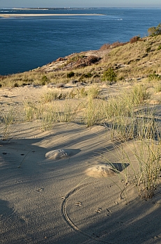 2011_02_06_Dune_Pyla_Sud_047_D7000--10-24__VNX2_A8_C7_L7_Do13_O0v7