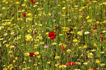 2018_05_20_Sous_Bois_et_Fleurs_010_R_D750--24-105__CNX-D