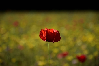 2018_05_20_Sous_Bois_et_Fleurs_012_D750--24-105__CNX-D