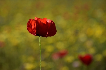 2018_05_20_Sous_Bois_et_Fleurs_012_R_D750--24-105__CNX-D