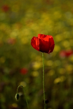 2018_05_20_Sous_Bois_et_Fleurs_013_R_D750--24-105__CNX-D