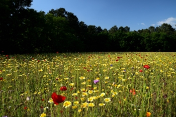 2018_05_20_Sous_Bois_et_Fleurs_020_D750--24-105__CNX-D