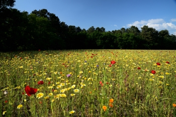 2018_05_20_Sous_Bois_et_Fleurs_021_D750--24-105__CNX-D