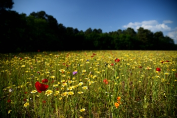 2018_05_20_Sous_Bois_et_Fleurs_022_D750--24-105__CNX-D