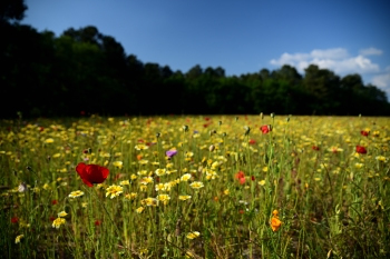 2018_05_20_Sous_Bois_et_Fleurs_023_D750--24-105__CNX-D