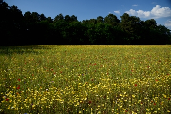 2018_05_20_Sous_Bois_et_Fleurs_026_D750--24-105__CNX-D