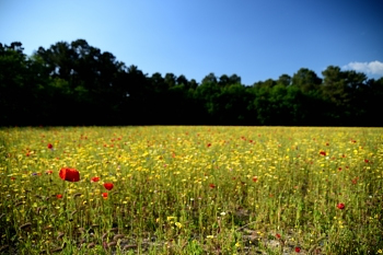 2018_05_20_Sous_Bois_et_Fleurs_028_D750--24-105__CNX-D