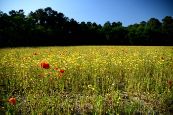 2018_05_20_Sous_Bois_et_Fleurs_029_D750--24-105__CNX-D