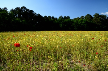 2018_05_20_Sous_Bois_et_Fleurs_030_D750--24-105__CNX-D