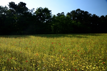 2018_05_20_Sous_Bois_et_Fleurs_032_D750--24-105__CNX-D