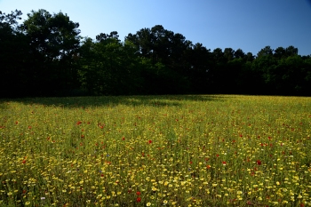 2018_05_20_Sous_Bois_et_Fleurs_033_D750--24-105__CNX-D