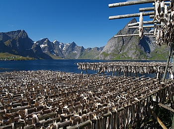 2008_06_16_B_Gravdal_(Iles_Lofoten)_277_N_O_70__CNX-D