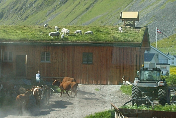 2008_06_16_B_Gravdal_(Iles_Lofoten)_635_N_R_70__CNX-D